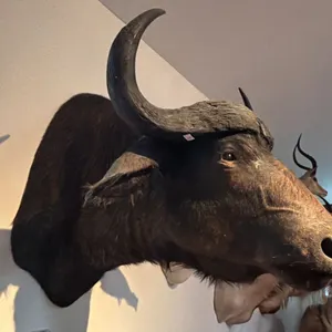 AFRICAN CAPE BUFFALO HEAD MOUNT