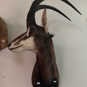 AFRICAN SABLE ANTELOPE SHOULDER MOUNT