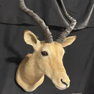 TAXIDERMY SHOULDER MOUNT OF AN IMPALA