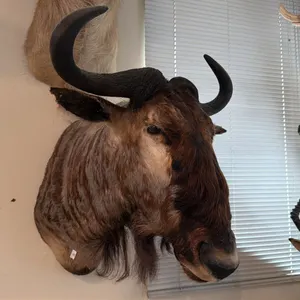 AFRICAN WILDEBEEST SHOULDER MOUNT