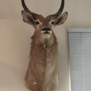 TAXIDERMY SHOULDER MOUNT OF AN AFRICAN WATERBUCK