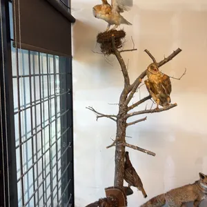 SCENERY FEATURE INC. 2 BARN OWLS AND 2 RUFFLED GROUSE APPROX. 104"H WITH PAPERWORK