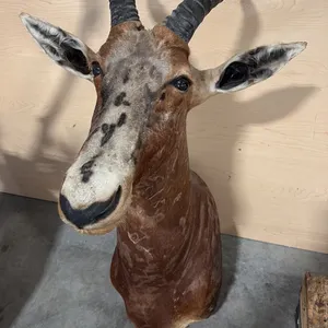 AFRICAN ANTELOPE HEAD MOUNT