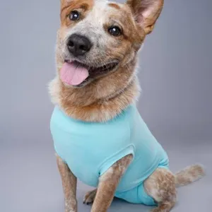 Dog Recovery Suit in Medium Size, Teal Color **Style May Vary**