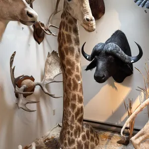 VERY LARGE SHOULDER MOUNT GIRAFFE WITH SKULL