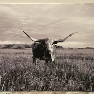 Texas Longhorn Bull Photograph on Stretch Canvas