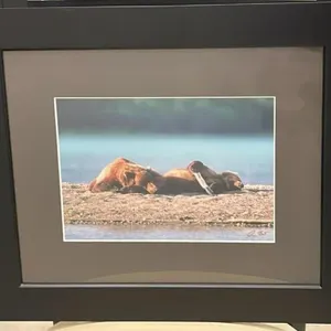 Framed Picture by Jason Bantle Photography. 17"