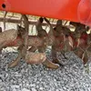 Breviglieri B 15V 235 Rotovator