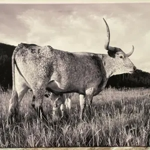 Texas Longhorn Cow/Calf Photograph on Canvas.