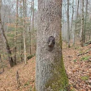 131 Ac, Dickenson County Va - Elk Protection Area