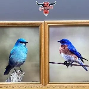 2 Framed Photos by Lorne Scott - Blue Mountain