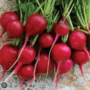Scarlet Globe Radish Seeds – 5 Packs of Mr. Fothergill’s