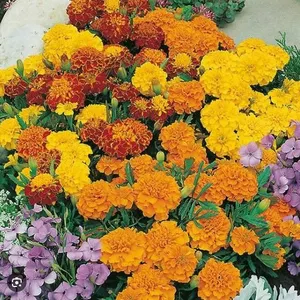 Marigold Souci Bonita Mixed – 5 Packs of Mr. Fothergill’s