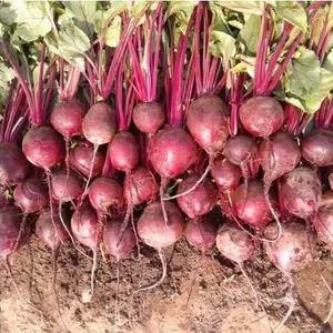 Betterave Cardeal F1  Beets Seed Packs – 5 Packs of Mr. Fothergill’s