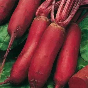 Betterave Forono  Beet Seed – 5 Packs of Mr. Fothergill’s