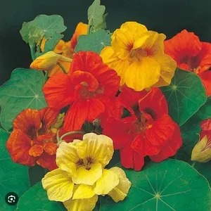 Nasturtium Capucine Trailing Mixed Seeds – 5 Packs of Mr. Fothergill’s