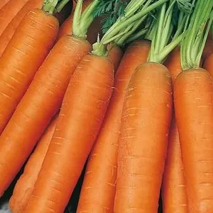 Carrot Nantes2 Organic Seeds – 5 Packs of Mr. Fothergill’s