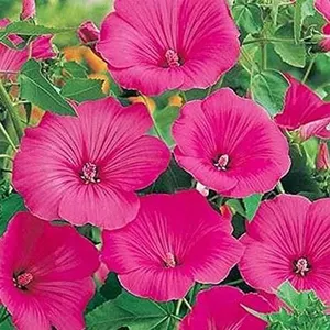 Lavatera Loveliness Seeds – 5 Packs of Mr. Fothergill’s