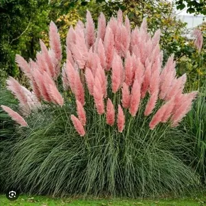 Grass Herbe Ornamental Pink Pampas – 5 Packs of Mr. Fothergill’s