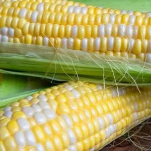 Corn (Sweet) Ambrosia F1 – – 5 Packs of Mr. Fothergill’s