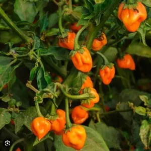 Habanero Pepper Seeds – 5 Packs of Mr. Fothergill’s