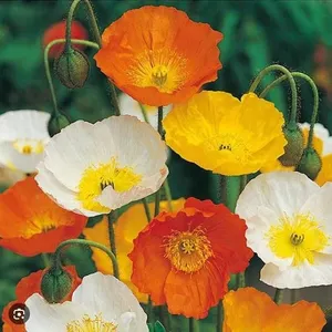 Poppy Iceland Mixed Flower – 5 Packs of Mr. Fothergill’s