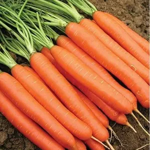 Carrot Nantes 2 Organic Seeds – 5 Packs of Mr. Fothergill’s