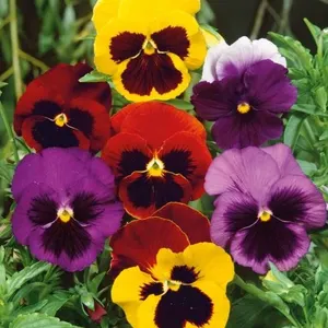 Pansy Swiss Giants Mixed Seeds – 5 Packs of Mr. Fothergill’s