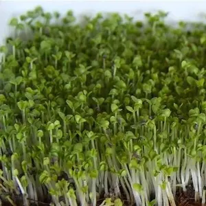 Microgreens Basil Sweet Seed Packs – 5 Packs of Mr. Fothergill’s