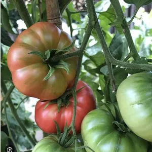 Ponderosa Pink Tomato Seed Packs – 5 Packs of Mr. Fothergill’s