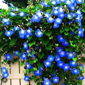 Morning Glory Heavenly Blue Packs – 5 Packs of Mr. Fothergill’s