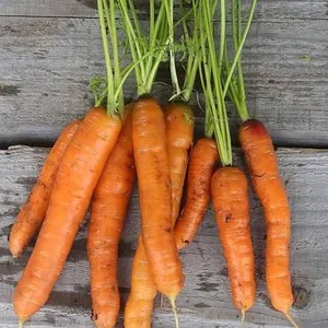 Touchon Carrot Seeds – 5 Packs of Mr. Fothergill’s