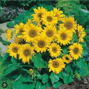 Sunflower Little Leo Seeds – 5 Packs of Mr. Fothergill’s