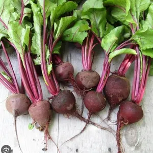 Crosby’s Egyptian Beet Seeds – 5 Packs of Mr. Fothergill’s