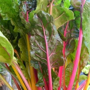 Swiss Chard Bright Lights Seed P- 5 Packs of Mr. Fothergill’s