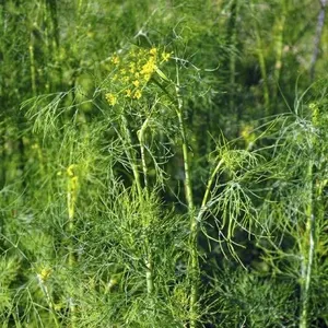 Dill Herb Seeds – 5 Packs of Mr. Fothergill’s