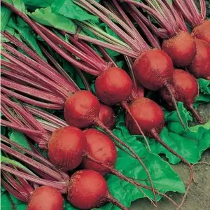 Betterave Detroit 2 Crimson Globe Beets Seeds – 5 Packs of Mr. Fothergill’s