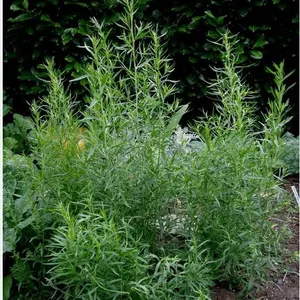 Herb Seeds Tarragon Russian – 5 Packs of Mr. Fothergill’s