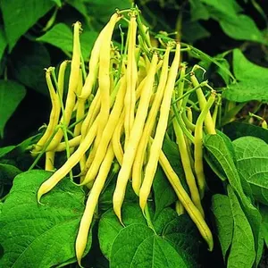 Golden Teepee Bean Seeds, Bush Variety – 5 Packs of Mr. Fothergill’s