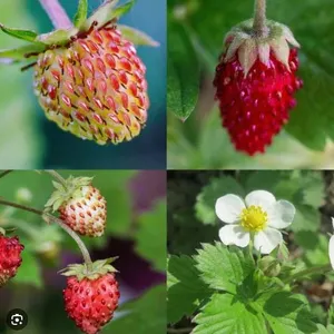 Strawberry Red & White Mixed Seed – 5 Packs of Mr. Fothergill’s