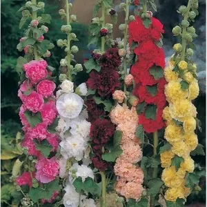 Hollyhock ‘Chater’s Double Mixed – 5 Packs of Mr. Fothergill’s