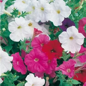 Mr. Fothergill’s Petunia Balcony Classic Mixed E – 5 Packs of Mr. Fothergill[x=#82