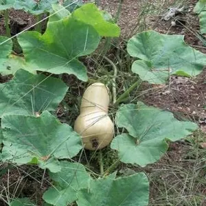 Waltham Early Butternut Squash Seeds – 5 Packs of Mr. Fothergill’s