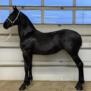 NAERIC DRAFT HORSE CLASSIC - YEARLING SALE