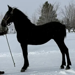 SILVER HILLS GLORY