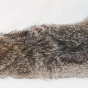 Coyote Pelt 50" Long