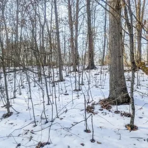 Tract 16 - 206� Acres