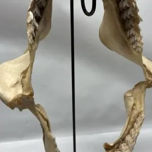 Sharks Jaw & Teeth with Stand