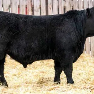 TRIPLE J BLACK ANGUS BULL & FEMALE SALE