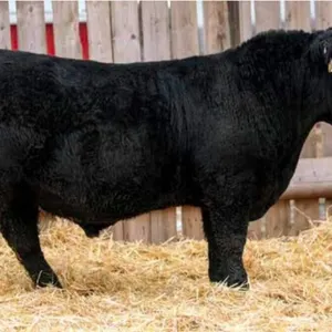 TJF 81J BIG SKY 18N